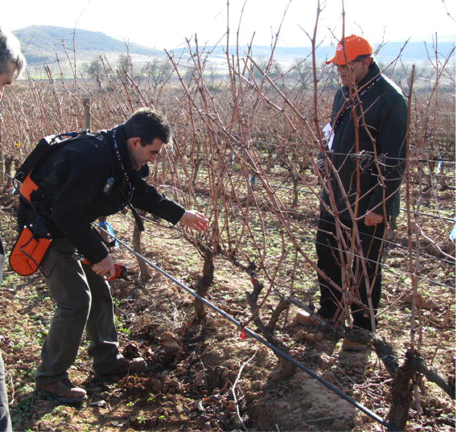vino poda invernal
